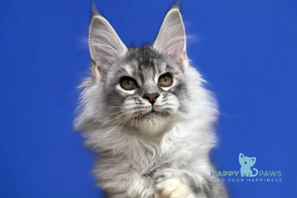 Dana Maine Coon female black tortie silver live animals