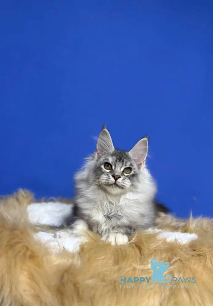 Dana Maine Coon female black tortie silver live animals