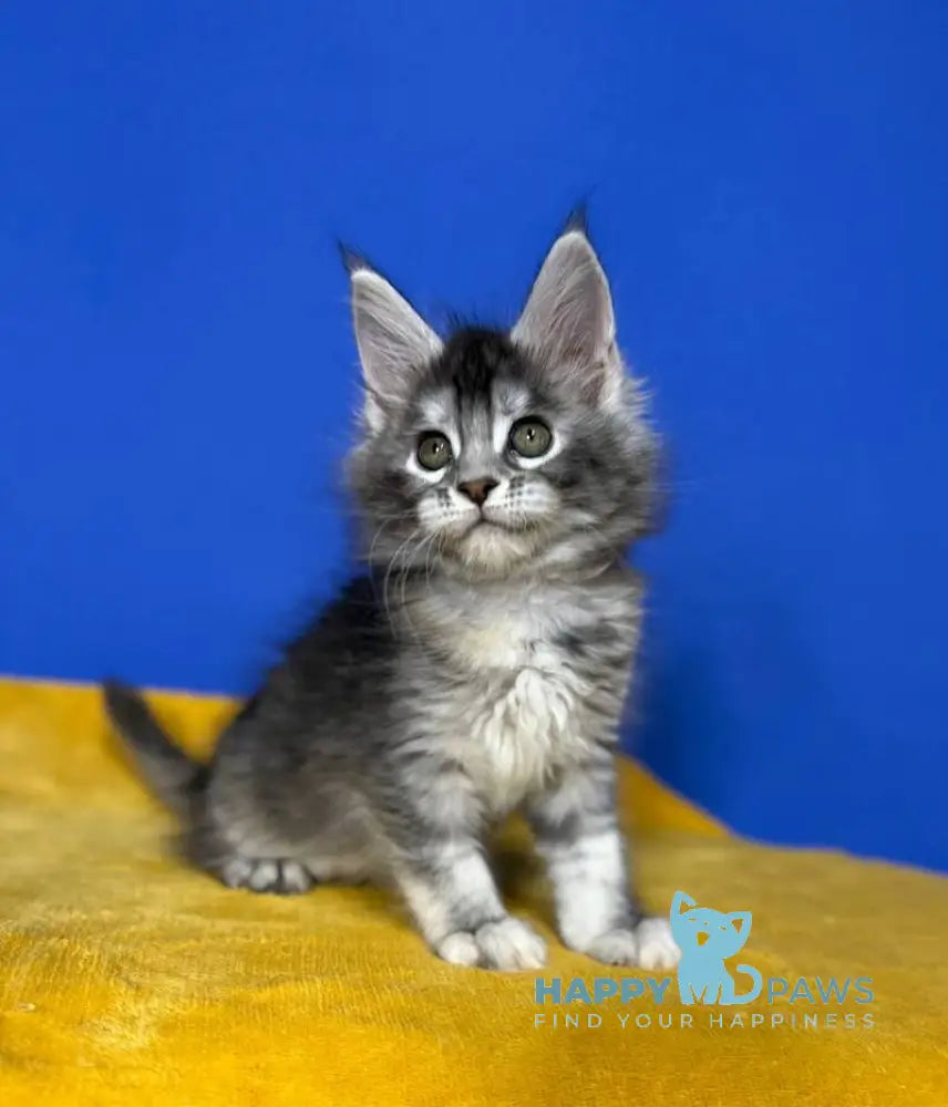 Dana Maine Coon female black tortie silver live animals