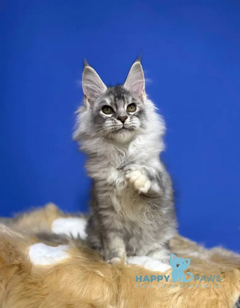 Dana Maine Coon female black tortie silver live animals
