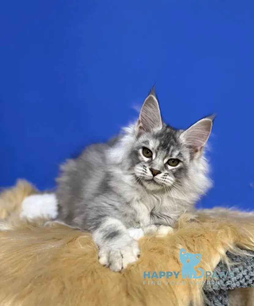 Dana Maine Coon female black tortie silver live animals