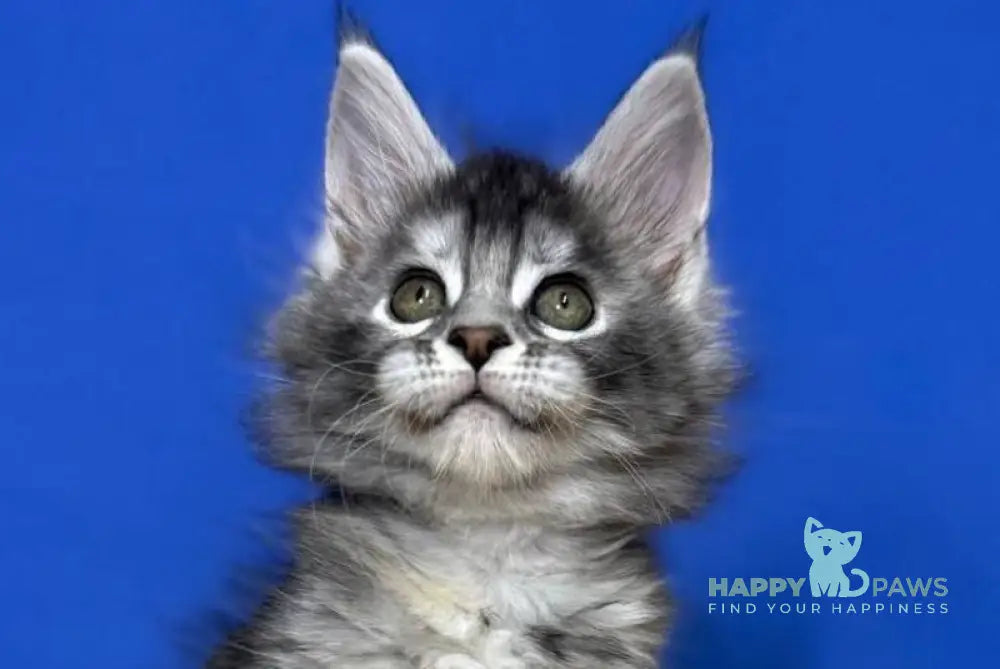 Dana Maine Coon female black tortie silver live animals