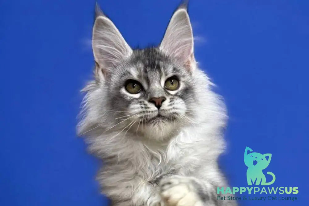 Dana Maine Coon female black tortie silver live animals