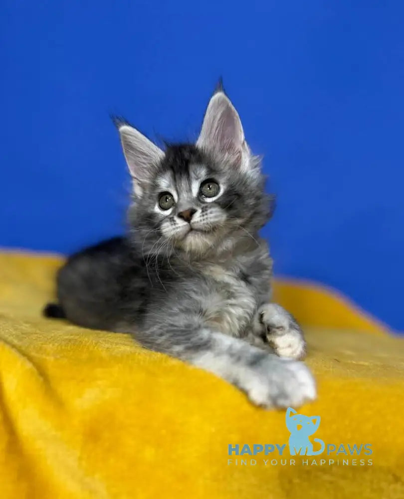 Dana Maine Coon female black tortie silver live animals