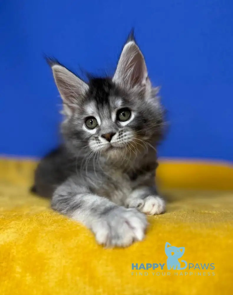 Dana Maine Coon female black tortie silver live animals