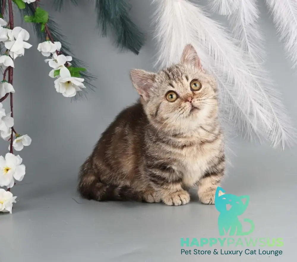 Dana Munchkin female chocolate tabby live animals