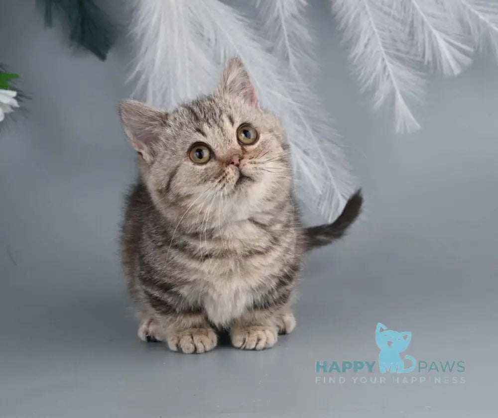 Dana Munchkin female chocolate tabby live animals