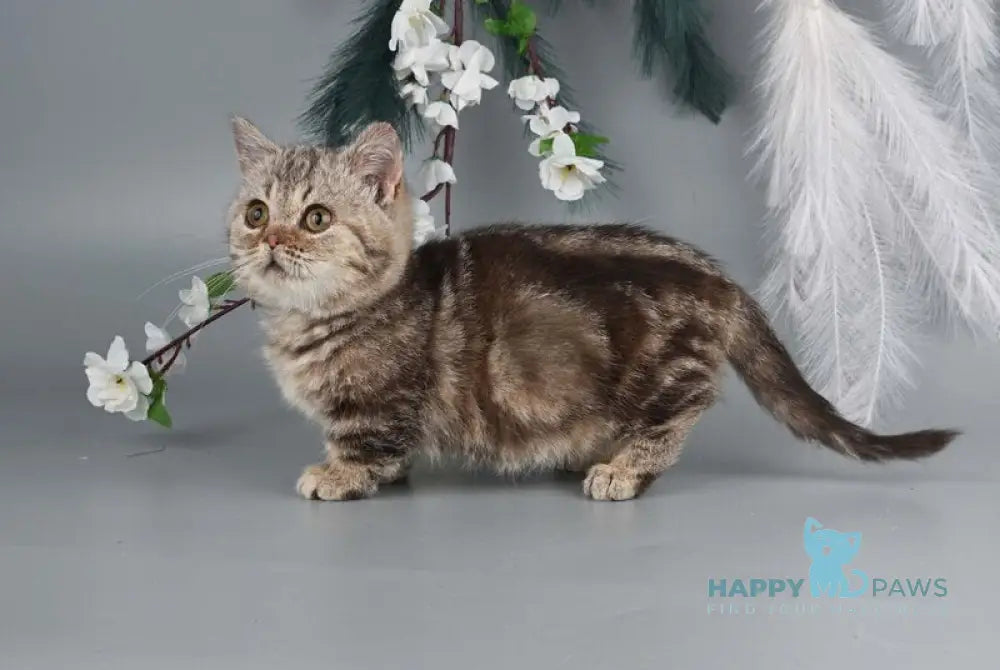 Dana Munchkin female chocolate tabby live animals