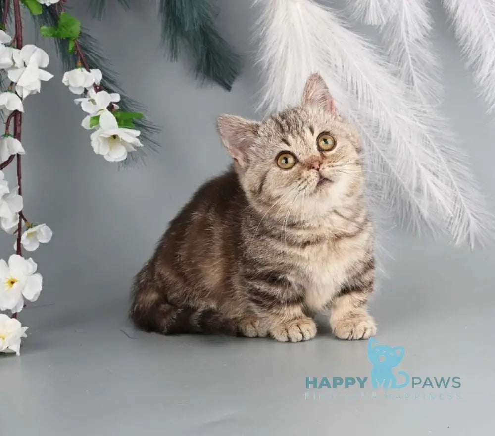 Dana Munchkin female chocolate tabby live animals