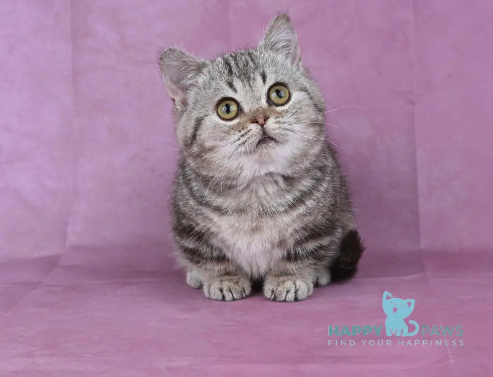 Dana Munchkin female chocolate tabby live animals