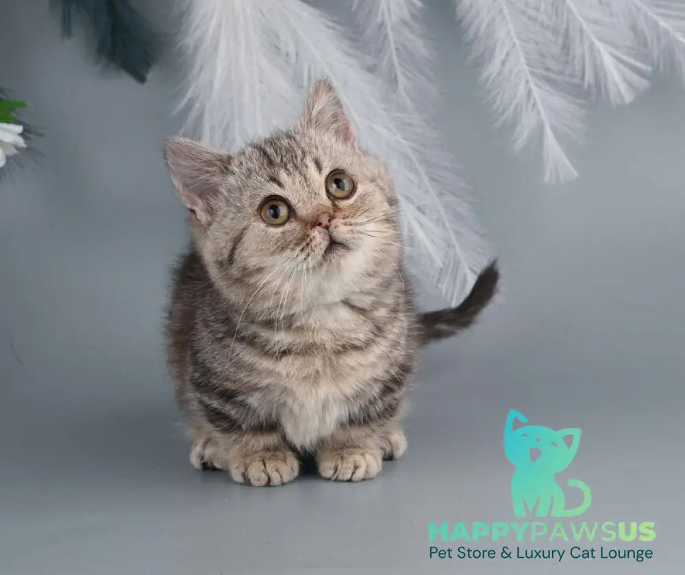 Dana Munchkin female chocolate tabby live animals