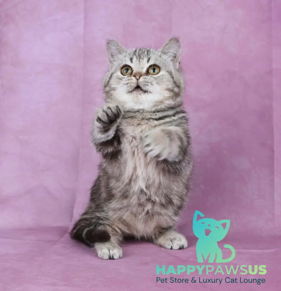 Dana Munchkin female chocolate tabby live animals
