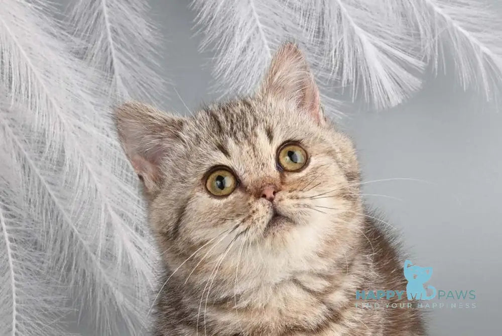 Dana Munchkin female chocolate tabby live animals