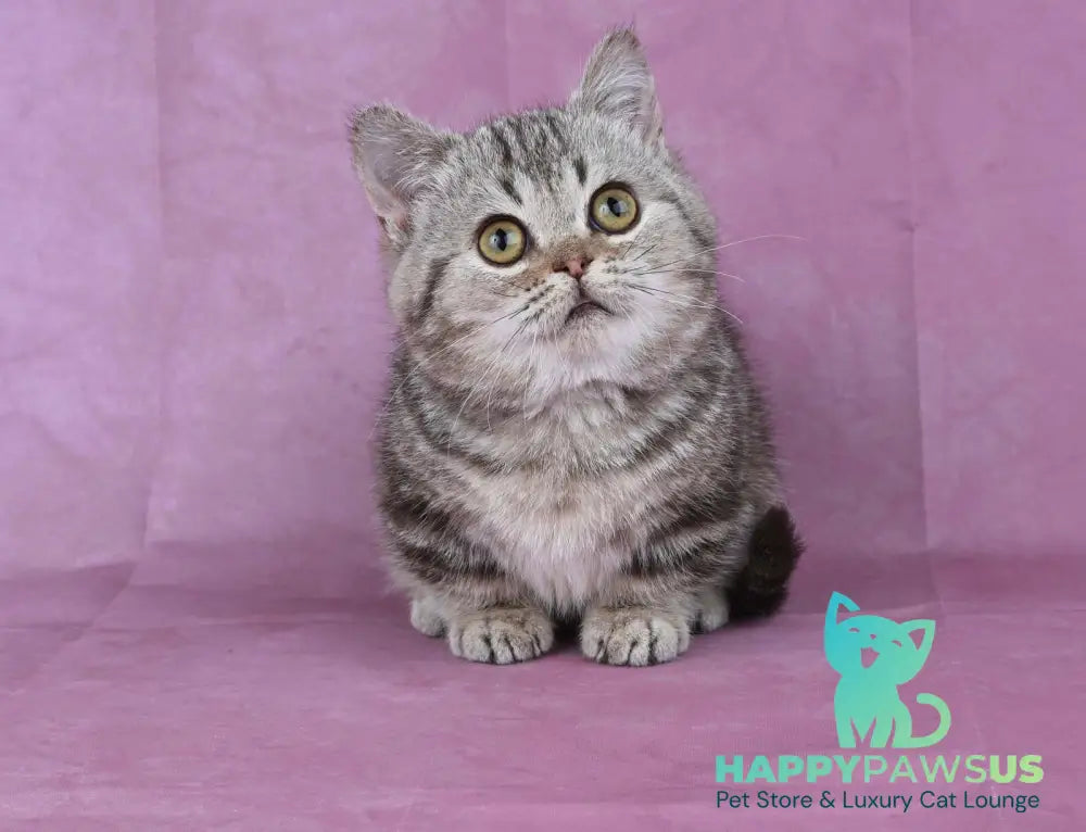 Dana Munchkin female chocolate tabby live animals