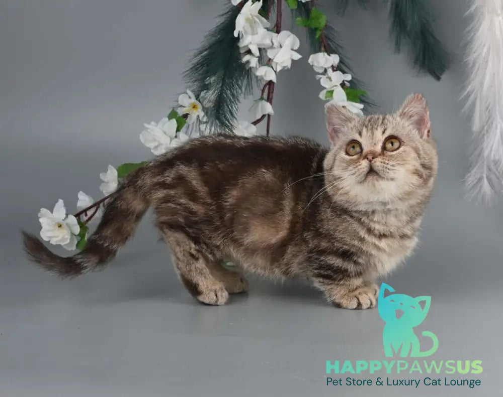 Dana Munchkin female chocolate tabby live animals