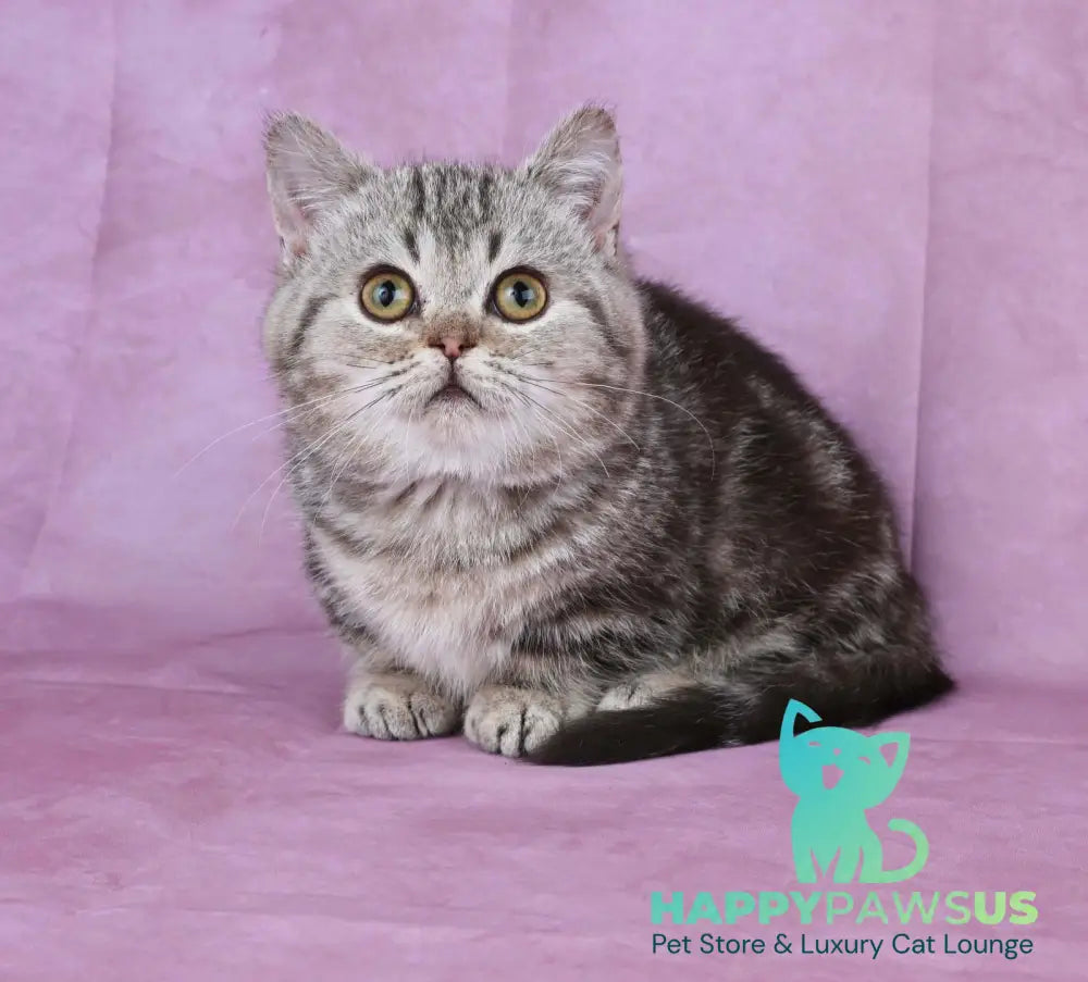 Dana Munchkin female chocolate tabby live animals