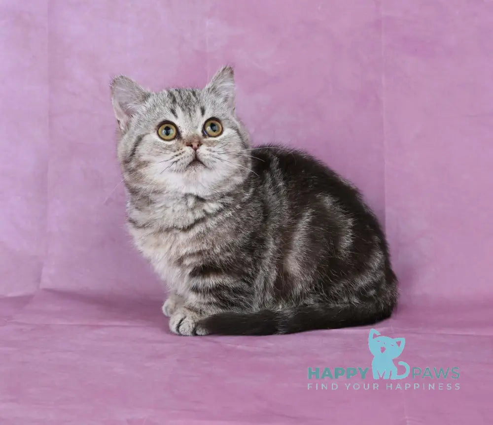 Dana Munchkin female chocolate tabby live animals