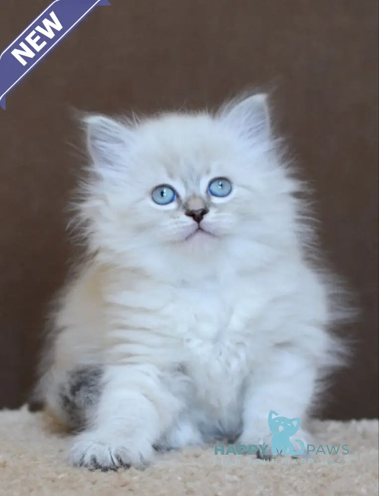 Dana Neva Masquerade female blue tabby pointed - live animals