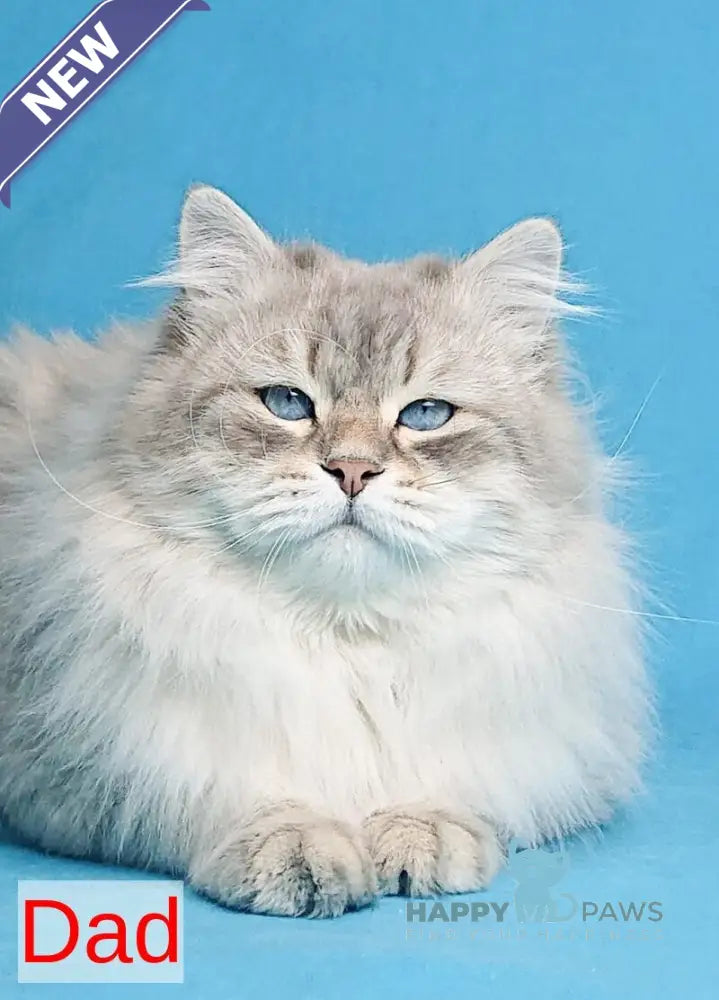 Dana Neva Masquerade female blue tabby pointed - live animals