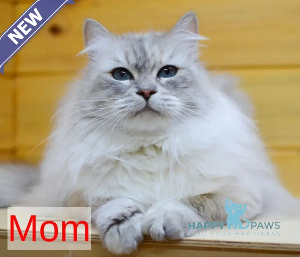 Dana Neva Masquerade female blue tabby pointed - live animals