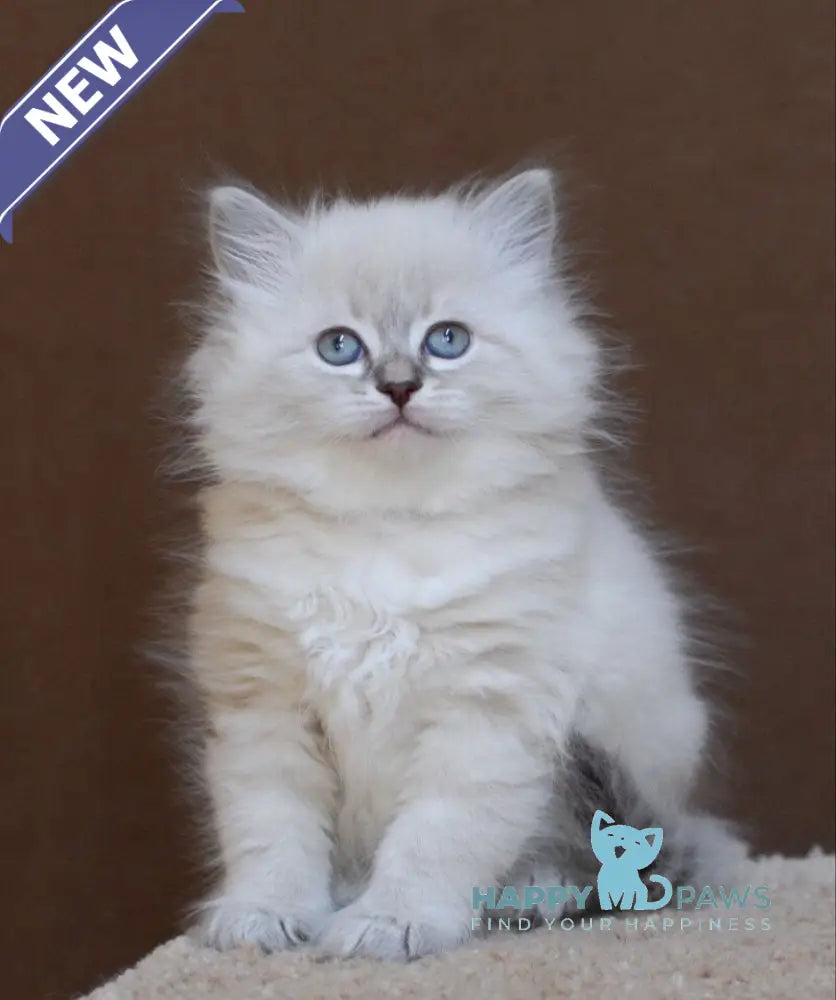 Dana Neva Masquerade female blue tabby pointed - live animals