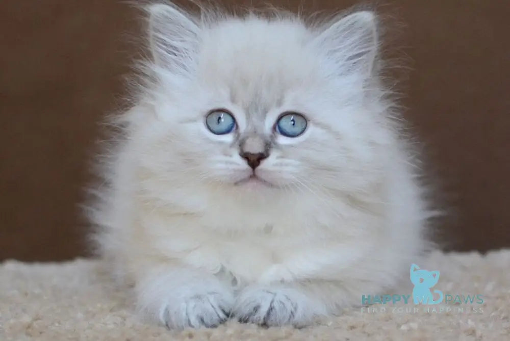Dana Neva Masquerade female blue tabby pointed - live animals
