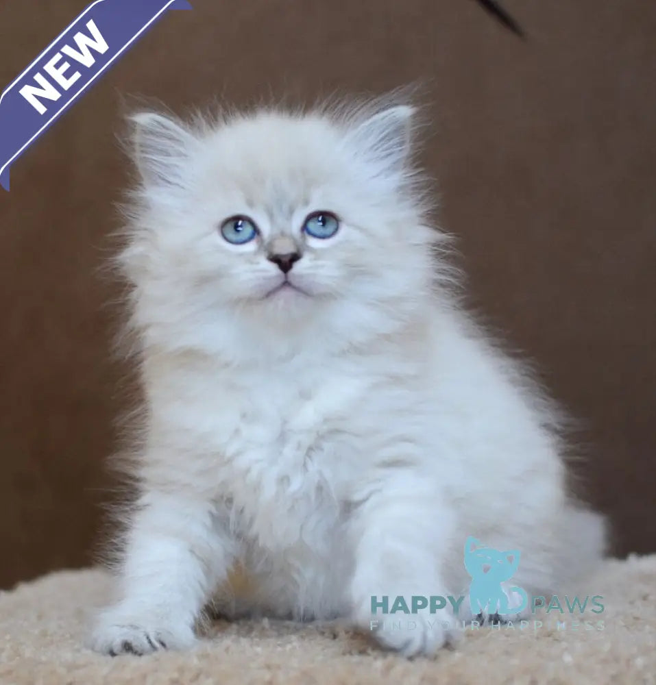 Dana Neva Masquerade female blue tabby pointed - live animals