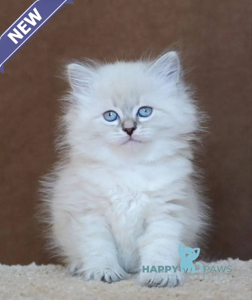 Dana Neva Masquerade female blue tabby pointed - live animals