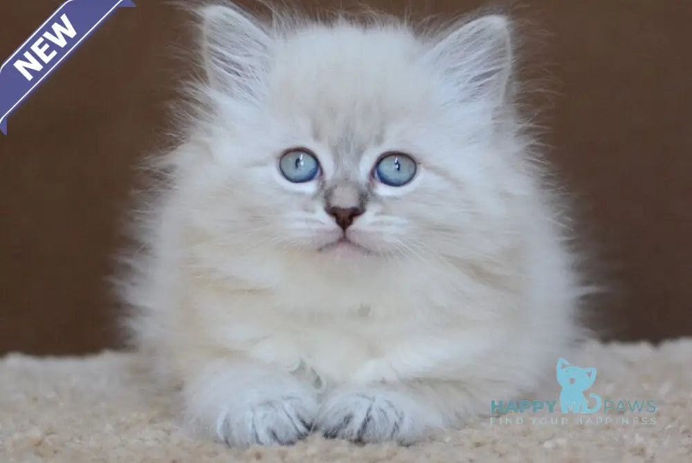 Dana Neva Masquerade female blue tabby pointed - live animals