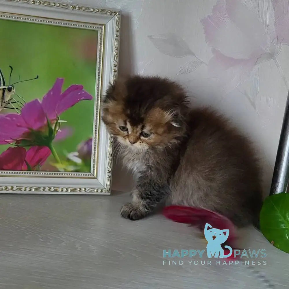 Dana Scottish Fold female black golden ticked tabby live animals