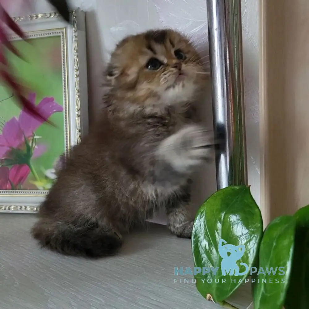 Dana Scottish Fold female black golden ticked tabby live animals