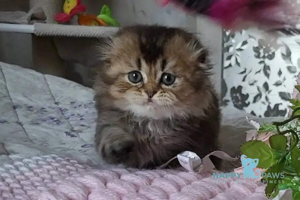 Dana Scottish Fold female black golden ticked tabby live animals