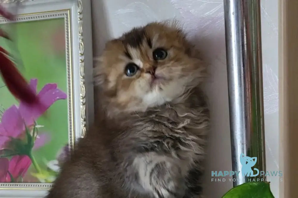 Dana Scottish Fold female black golden ticked tabby live animals