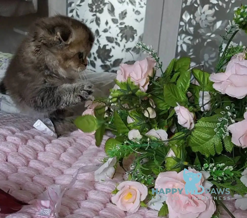 Dana Scottish Fold female black golden ticked tabby live animals