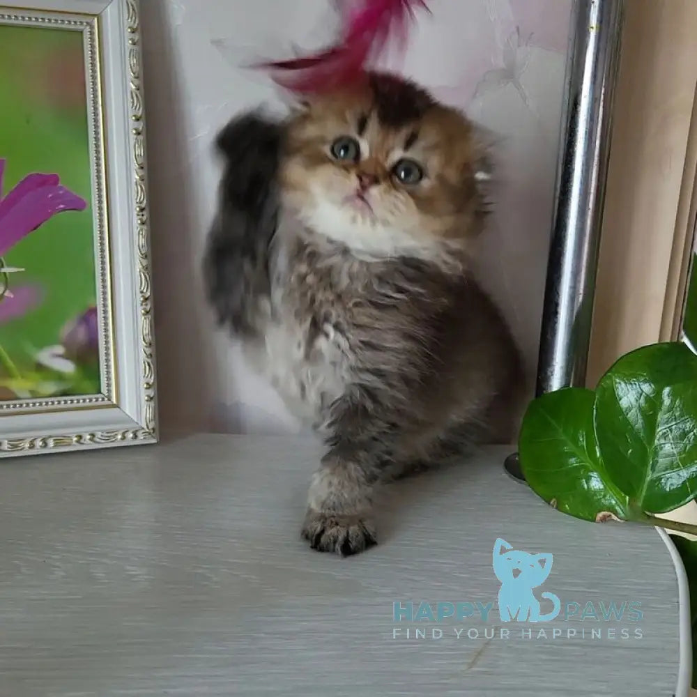 Dana Scottish Fold female black golden ticked tabby live animals