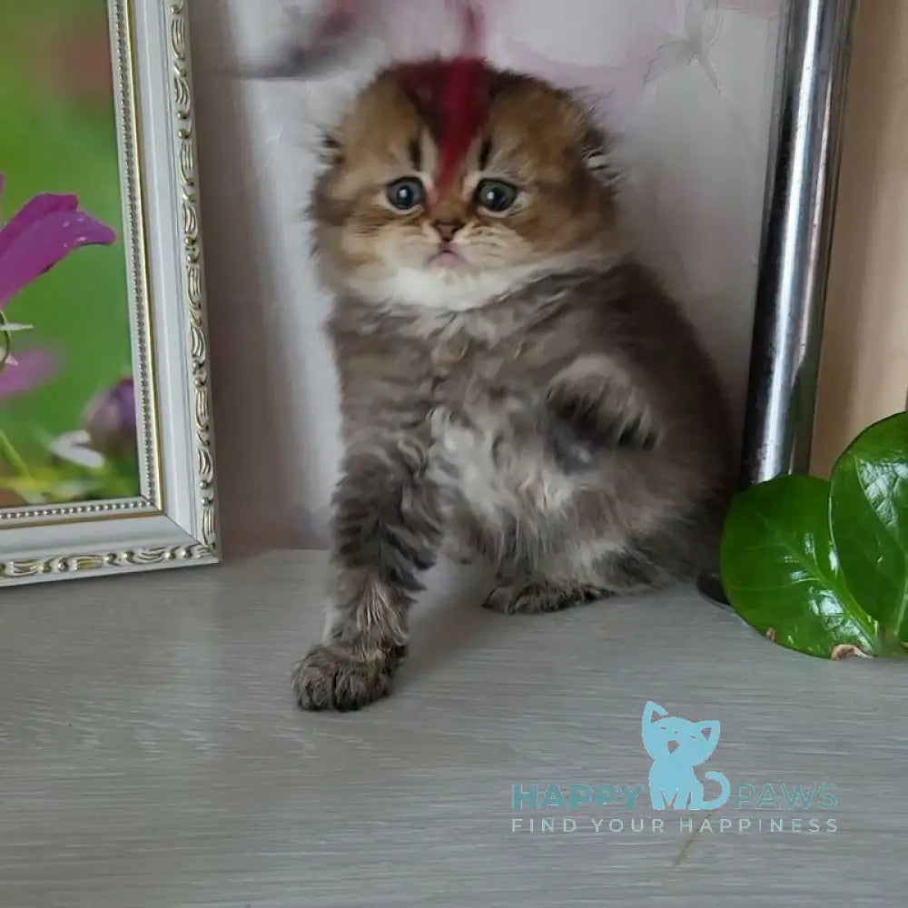 Dana Scottish Fold female black golden ticked tabby live animals