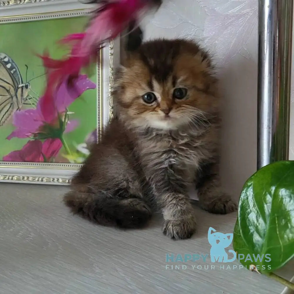 Dana Scottish Fold female black golden ticked tabby live animals