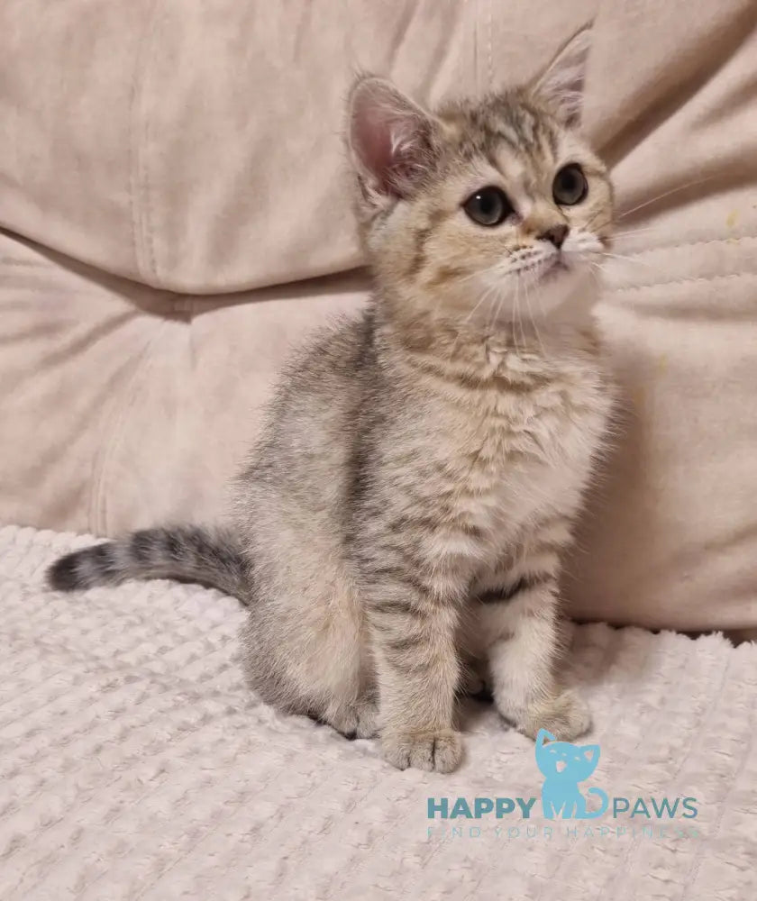 Dana Scottish Straight female black golden spotted tabby live animals