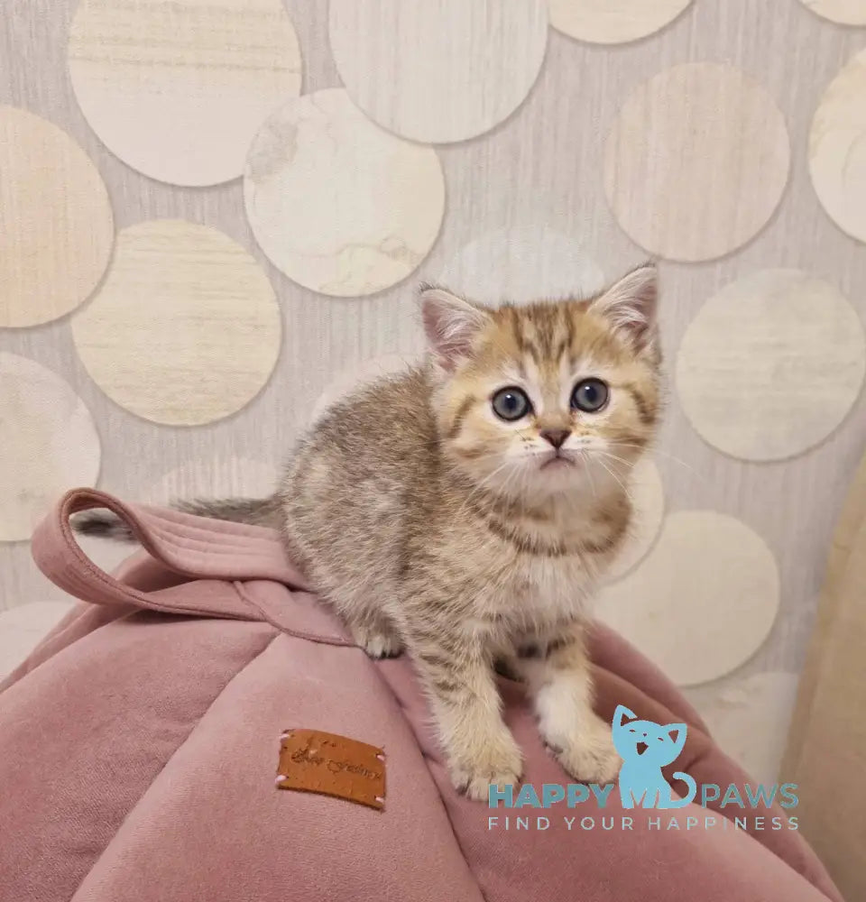 Dana Scottish Straight female black golden spotted tabby live animals
