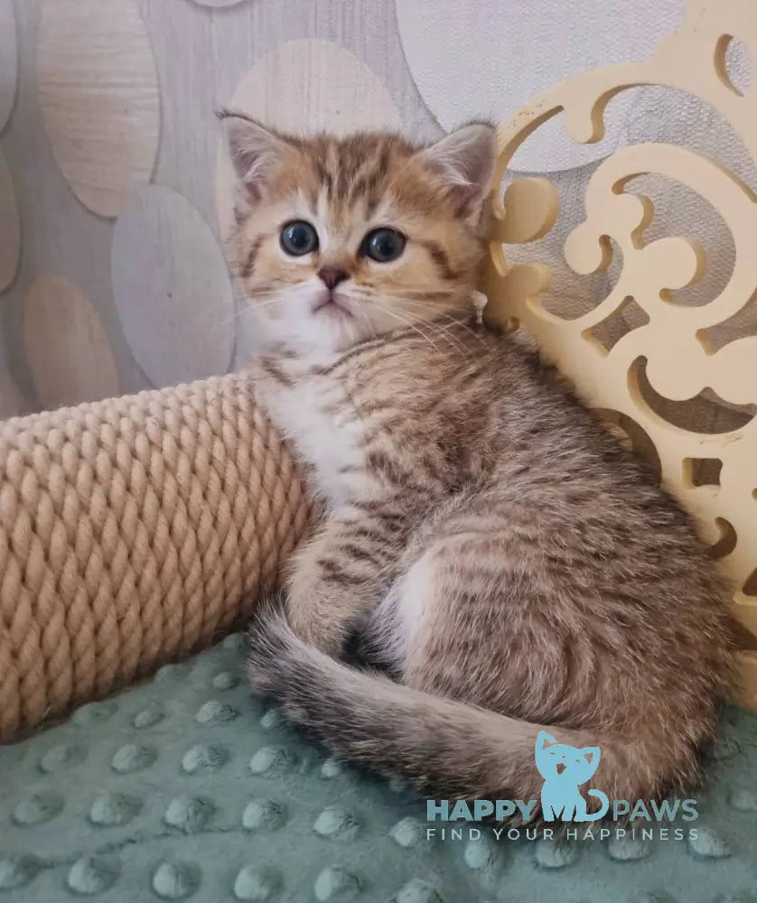 Dana Scottish Straight female black golden spotted tabby live animals