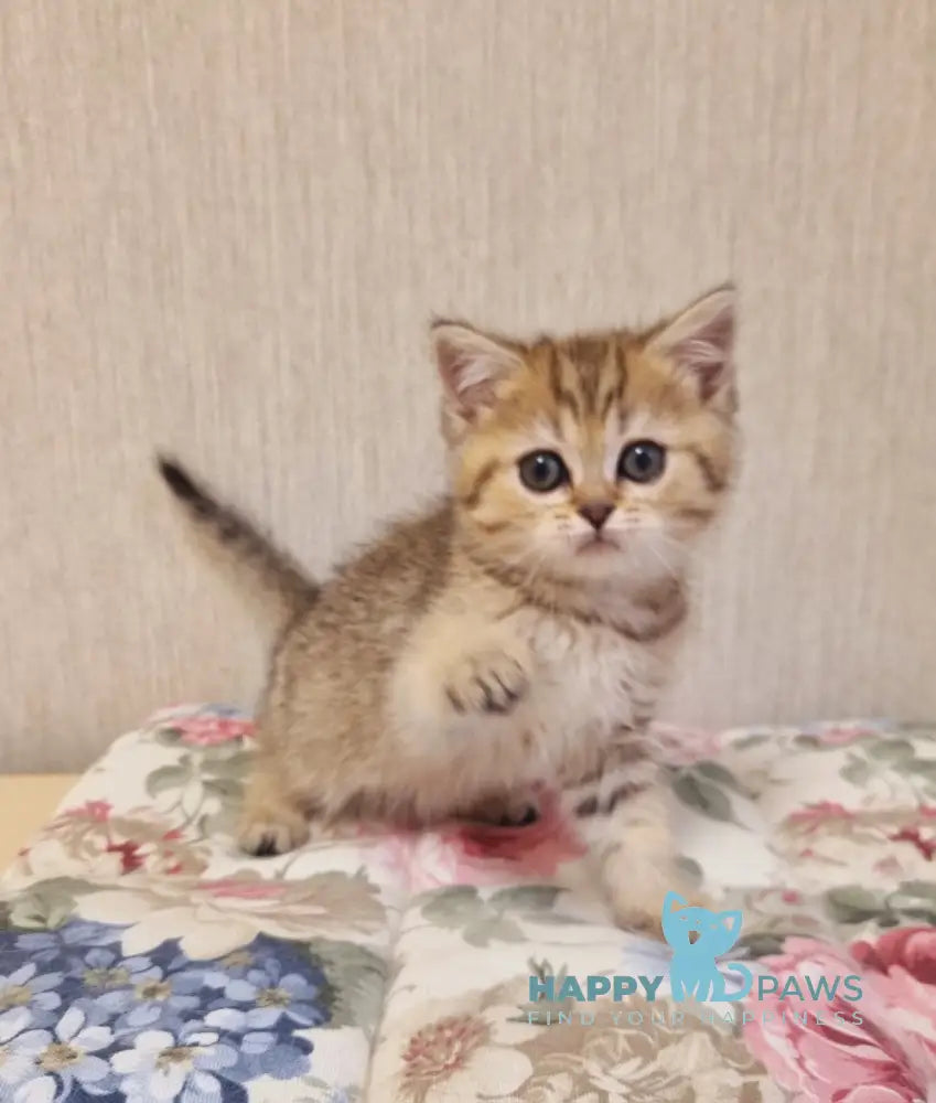 Dana Scottish Straight female black golden spotted tabby live animals