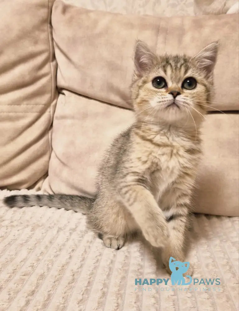 Dana Scottish Straight female black golden spotted tabby live animals
