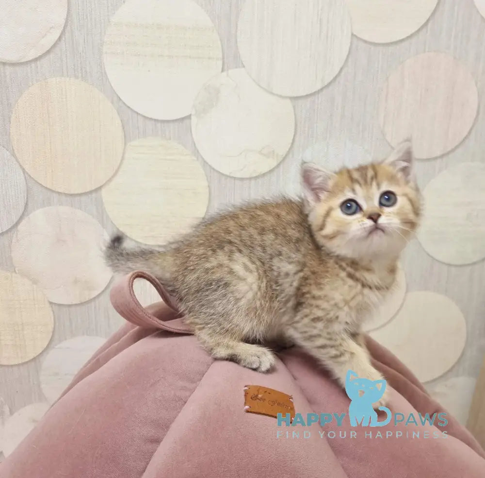 Dana Scottish Straight female black golden spotted tabby live animals