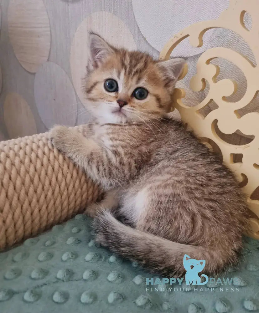 Dana Scottish Straight female black golden spotted tabby live animals