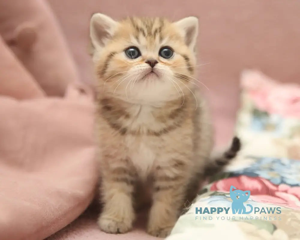 Dana Scottish Straight female black golden spotted tabby live animals