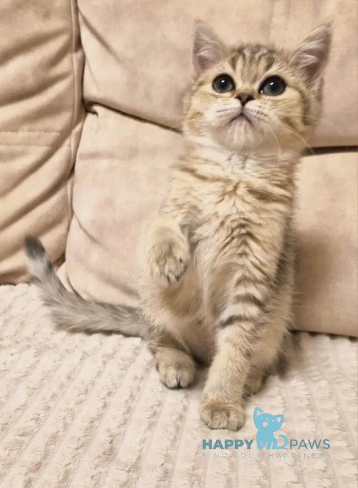 Dana Scottish Straight female black golden spotted tabby live animals