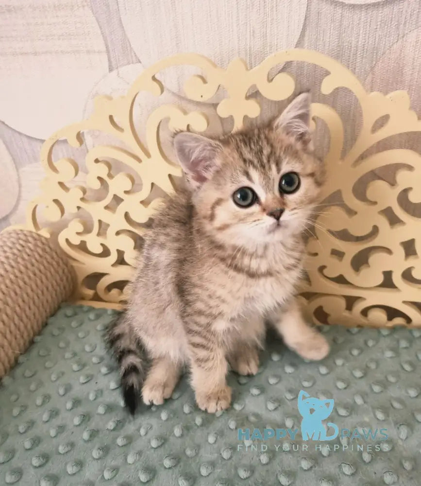 Dana Scottish Straight female black golden spotted tabby live animals