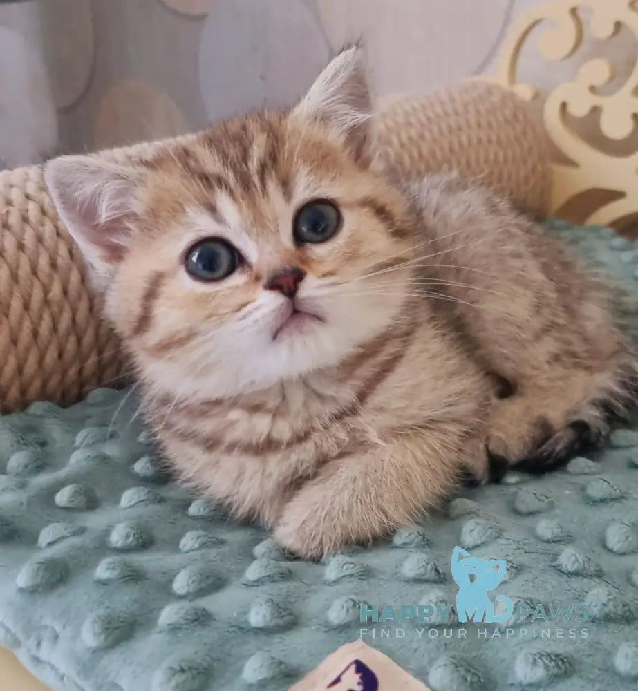 Dana Scottish Straight female black golden spotted tabby live animals