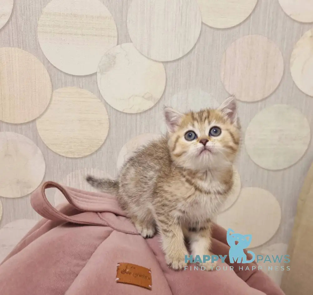 Dana Scottish Straight female black golden spotted tabby live animals