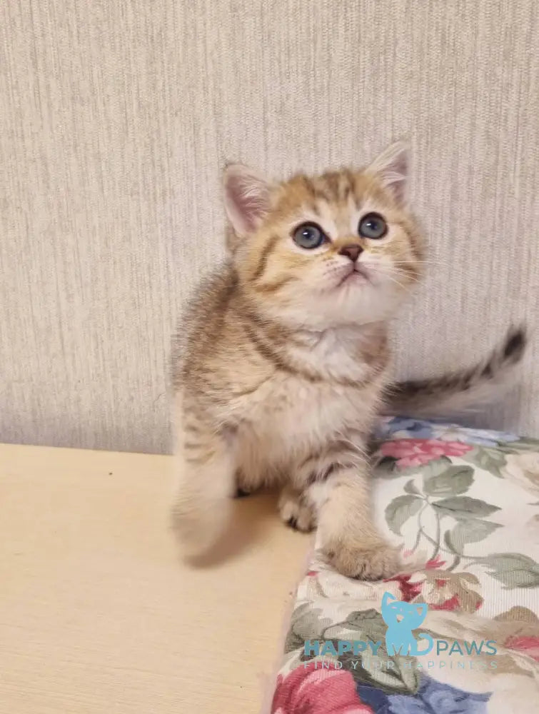 Dana Scottish Straight female black golden spotted tabby live animals